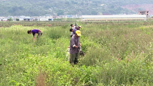 新型農(nóng)機(jī)開啟石屏農(nóng)業(yè)種植新篇章 技術(shù)革新驅(qū)動產(chǎn)業(yè)騰飛